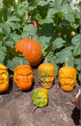 Harvested pumpkins with moulded faces lined up in the dirt